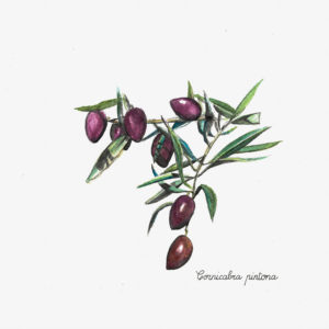 Der Säuregehalt eines Olivenöls wird durch seinen Gehalt an freien Fettsäuren bestimmt (d.h., sie sind nicht Teil einer Lipidverbindung) und wird durch Gramm Ölsäure pro 100 g Öl ausgedrückt. Diese Qualitäten hängen nicht mit der Intensität des Geschmacks zusammen, sondern sind eine Richtlinie für die Katalogisierung von Olivenölen. Der Säuregrad hängt auch von der Olivensorte ab. Arbequina ist die Olivensorte mit dem geringsten Säuregehalt.